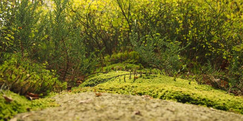 从NYASCO到卓越:构建驱动战略与团队的知识管理体系