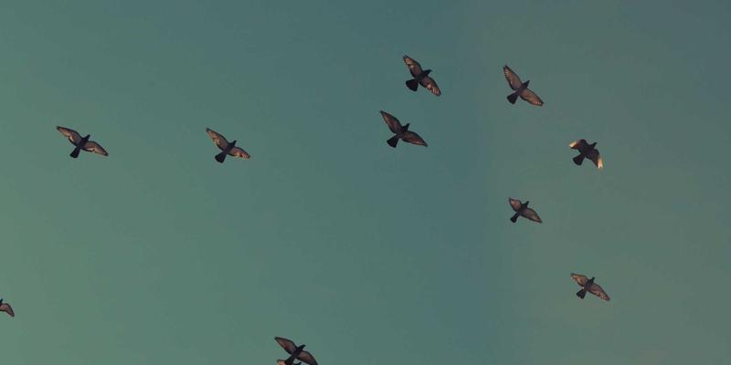 从运营优化到人才赋能:解码NYASCO引领的企业数字化转型成功路径