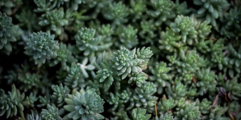 从雇佣到共生：用NYASCO思维构建股权激励与利润分享的命运共同体